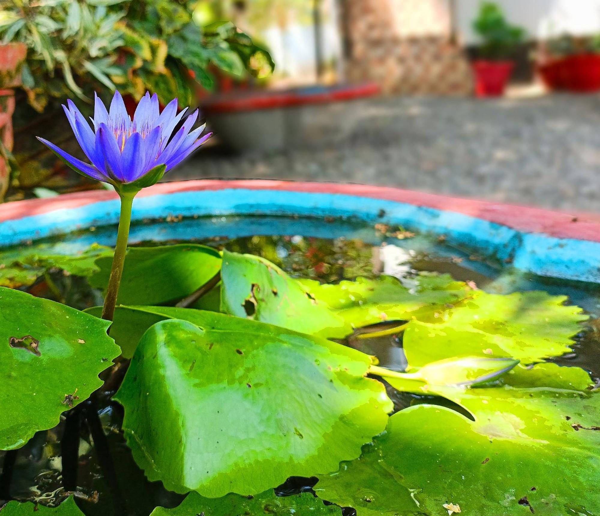 Alma Homestay Mararikulam Zewnętrze zdjęcie