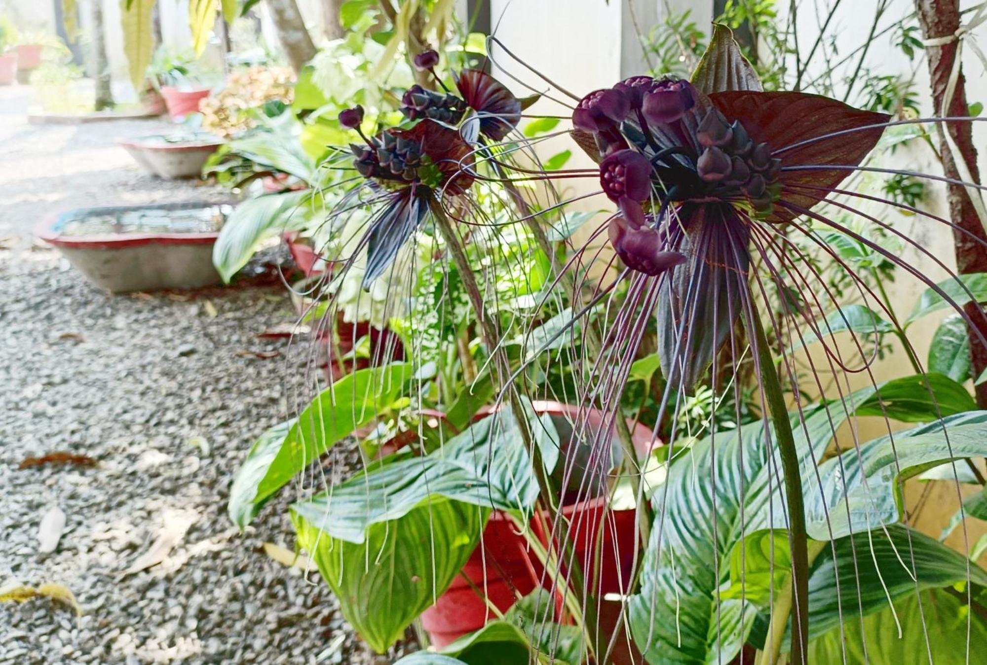 Alma Homestay Mararikulam Zewnętrze zdjęcie